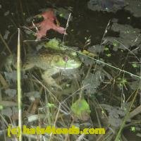 /home//u458753944/public_html/sourcegallery//////////////////////Frogs/More bullfrogs/PB010795.JPG